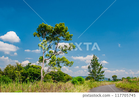 Summer scenery of the Yodo River riverbed, Hirakata City Summer scenery of the Yodo River riverbed, Hirakata City 117705745