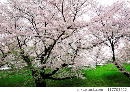 牧之池綠色公園的櫻花 牧之池綠色公園的櫻花 117705922