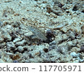 Hatatate shinobi蝦虎魚 117705971