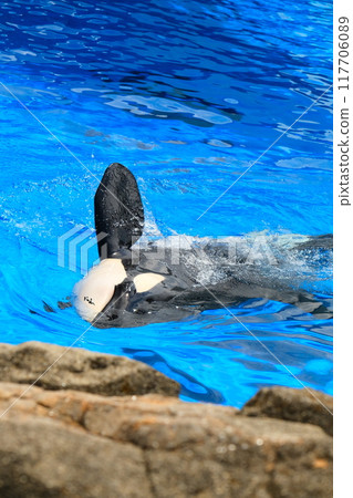 Earth and Rin, killer whales at Port of Nagoya Public Aquarium 117706089