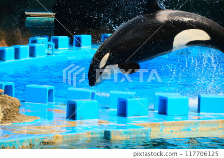Earth and Rin, killer whales at Port of Nagoya Public Aquarium 117706125