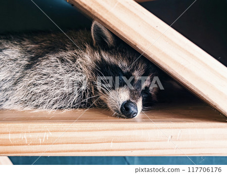 A raccoon sleeping peacefully on wooden shelve in a cozy indoor space during the daytime A raccoon sleeping peacefully on wooden shelve in a cozy indoor space during the daytime 117706176