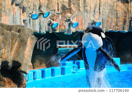 Earth and Rin, killer whales at Port of Nagoya Public Aquarium 117706190