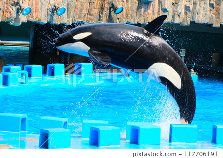 Earth and Rin, killer whales at Port of Nagoya Public Aquarium 117706191