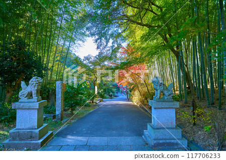Autumn in Kamakura, Kanagawa Prefecture, bamboo forest on the approach to Kenchoji Temple 117706233