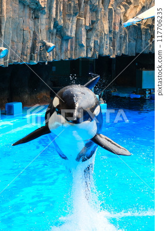Earth and Rin, killer whales at Port of Nagoya Public Aquarium Earth and Rin, killer whales at Port of Nagoya Public Aquarium 117706235