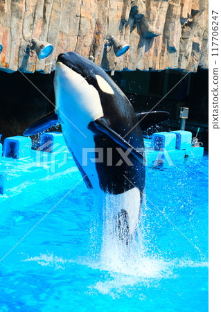 名古屋港水族館的虎鯨阿爾斯和凜 117706247