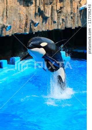 名古屋港水族館的虎鯨阿爾斯和凜 117706248