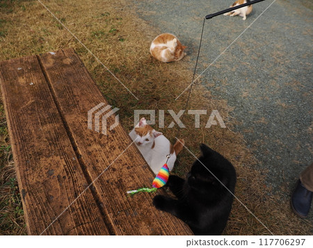 A cat playing with a cat toy on the grass in the park A cat playing with a cat toy on the grass in the park 117706297