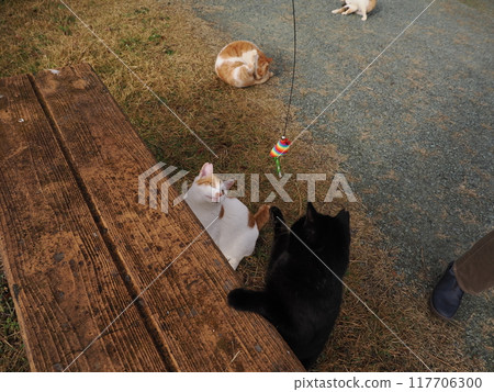 公園草地上玩貓玩具的貓 117706300