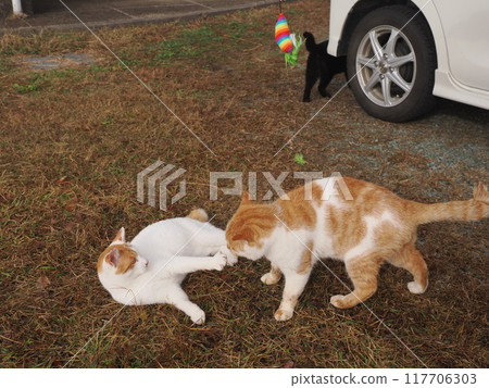 A cat playing with a cat toy on the grass in the park 117706303