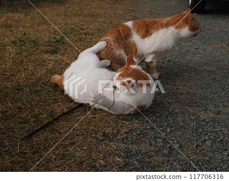 A cat playing with a cat toy on the grass in the park A cat playing with a cat toy on the grass in the park 117706316