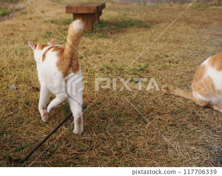 公園草地上玩貓玩具的貓 117706339