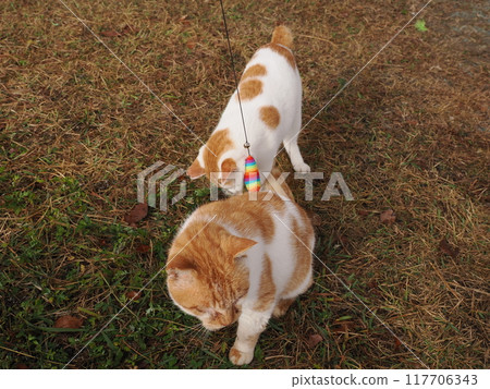 A cat playing with a cat toy on the grass in the park A cat playing with a cat toy on the grass in the park 117706343