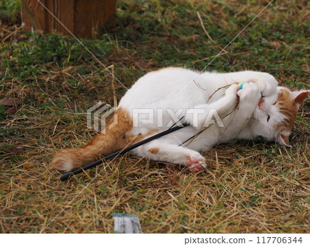 A cat playing with a cat toy on the grass in the park A cat playing with a cat toy on the grass in the park 117706344