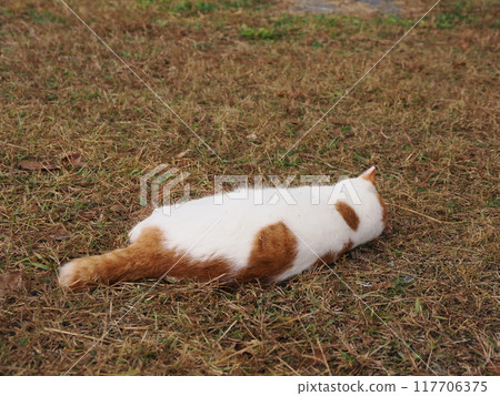 A cat playing with a cat toy on the grass in the park A cat playing with a cat toy on the grass in the park 117706375