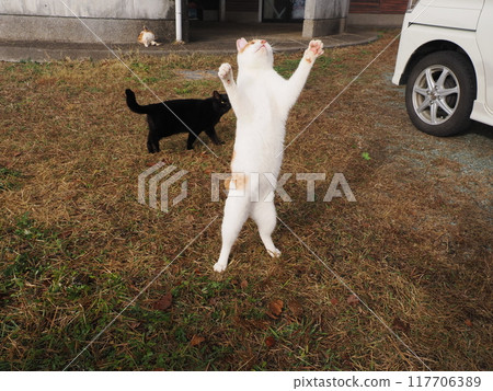 A cat playing with a cat toy on the grass in the park A cat playing with a cat toy on the grass in the park 117706389