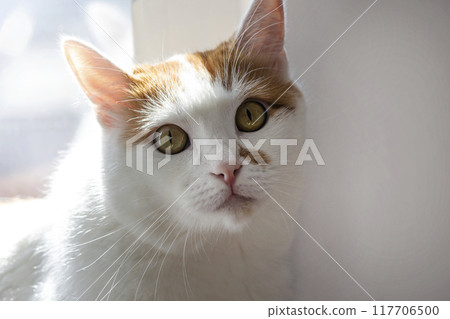 Head portrait of a ginger cat against white background Head portrait of a ginger cat against white background 117706500