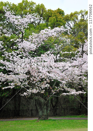 Cherry blossoms at Makinoike Park 117706662