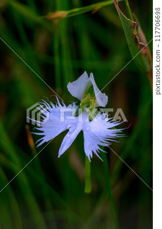 鷺草在濕地綻放 117706698