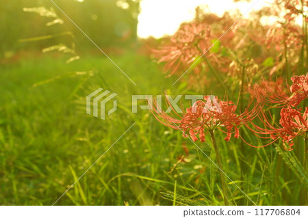 在日落的群孤挺花 在日落的群孤挺花 117706804