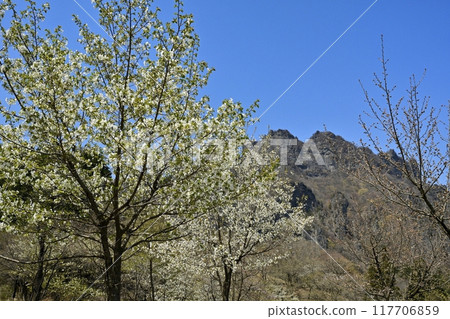 Cherry blossoms at Mt. Myogi Sakuranosato and Mt. Myogi (Mt. Kinto) 117706859
