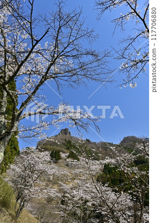 妙義山櫻花之里和妙義山(金溪山第一岩)的櫻花 妙義山櫻花之里和妙義山(金溪山第一岩)的櫻花 117706880