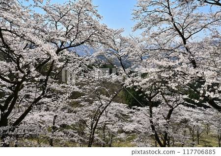 Cherry blossoms at Sakuranosato, Mt. Myogi 117706885