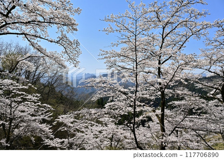 妙義山櫻花之鄉和西上州山的櫻花 117706890