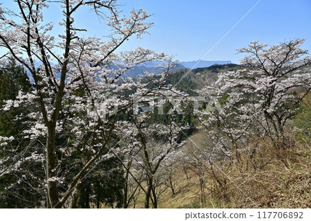 Cherry blossoms at Myogisan Sakuranosato and the mountains of Western Joshu Cherry blossoms at Myogisan Sakuranosato and the mountains of Western Joshu 117706892