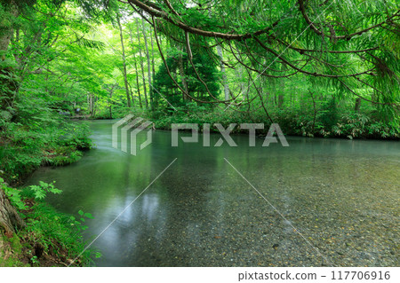 Aomori Prefecture, Oirase Stream, August 117706916