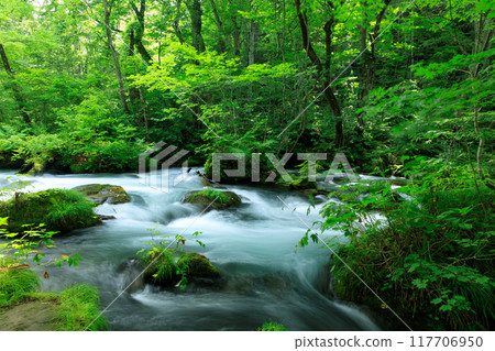 Aomori Prefecture, Oirase Stream, August Aomori Prefecture, Oirase Stream, August 117706950