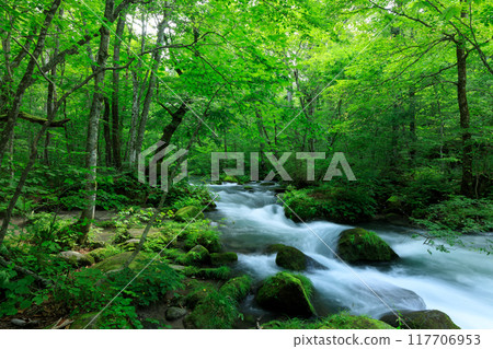 Aomori Prefecture, Oirase Stream, August Aomori Prefecture, Oirase Stream, August 117706953