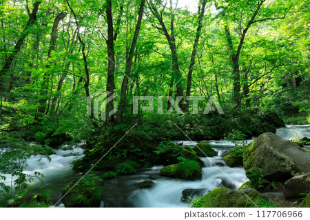 Aomori Prefecture, Oirase Stream, August 117706966