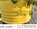 Yellow painted vase with ivy leaves, close-up. 117707070