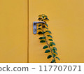 Green leaves on a yellow wall with a metal handle. Copy space. 117707071
