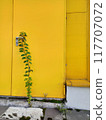 Green Creeper Plant on Yellow Door Background 117707072