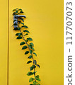 Green leaves on a yellow wall with a metal handle. Copy space. 117707073