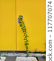 Green Creeper Plant on Yellow Door Background. Vertical Image Composition 117707074