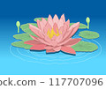Water lily floating in the pond 117707096
