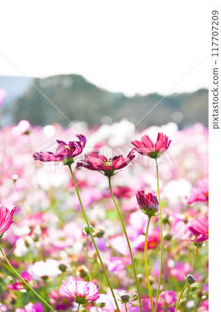  Cosmos field 117707209