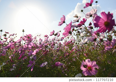 Cosmos field Cosmos field 117707210