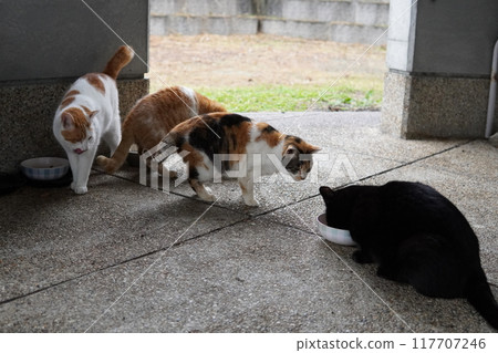 Local cats living in a cat colony Local cats living in a cat colony 117707246