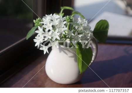 Arranging cut back pentas and pothos on a windowsill 117707357