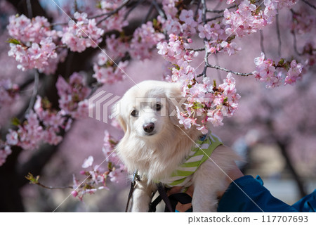 Kawazu cherry blossoms and a dog at Mirai Park in Isesaki City Kawazu cherry blossoms and a dog at Mirai Park in Isesaki City 117707693