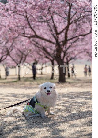 Kawazu cherry blossoms and a dog at Mirai Park in Isesaki City Kawazu cherry blossoms and a dog at Mirai Park in Isesaki City 117707700