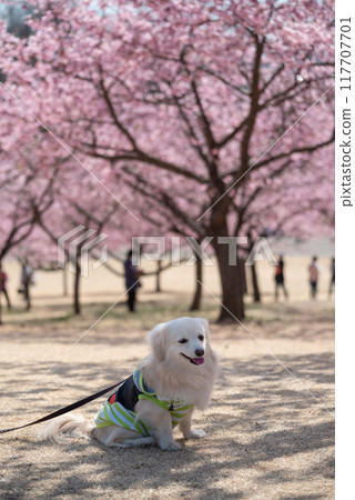 Kawazu cherry blossoms and a dog at Mirai Park in Isesaki City Kawazu cherry blossoms and a dog at Mirai Park in Isesaki City 117707701