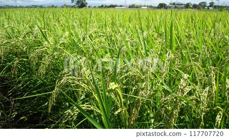 A rural scene with ripening rice ears A rural scene with ripening rice ears 117707720