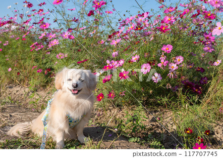 Cosmos and dog Cosmos and dog 117707745