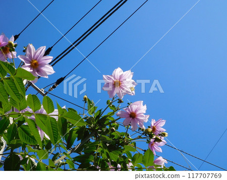 Pink Emperor Dahlia 117707769